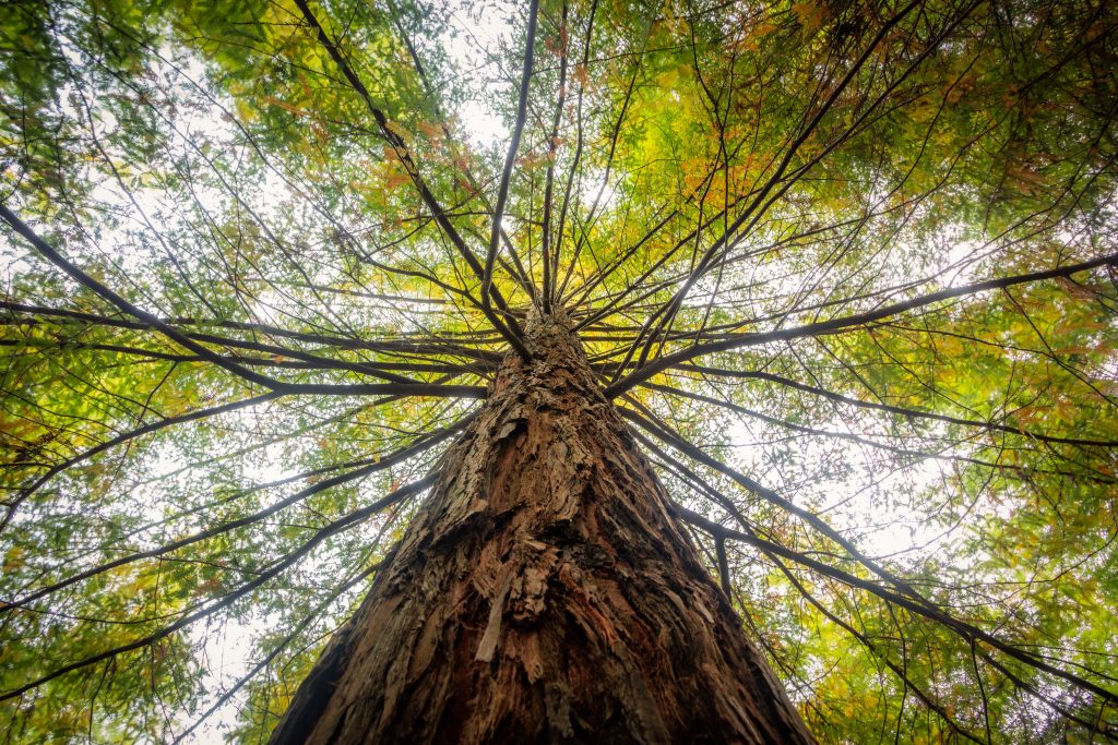 A low angle view of a tree covered in green leaves under the sunlight at daytime