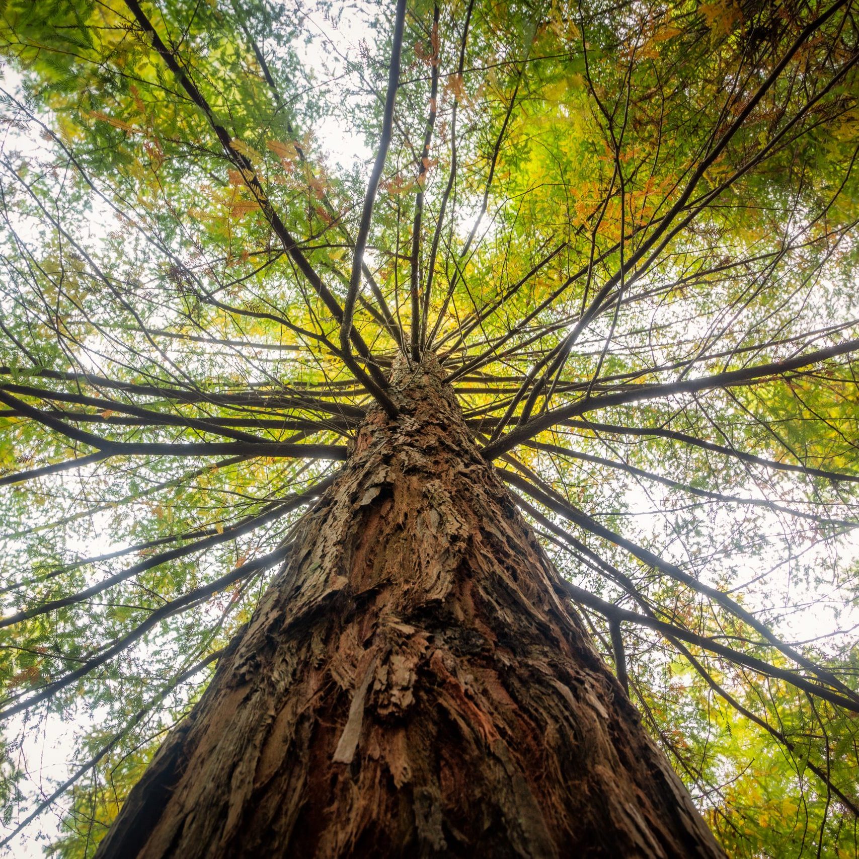 A low angle view of a tree covered in green leaves under the sunlight at daytime